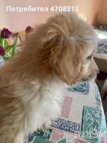 Голдън ретривър игриво момченце, снимка 8 - Голдън ретривър - 53630714