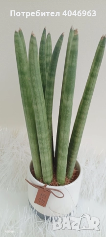 Сансевиера -цилиндрика 