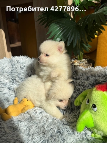 Померан , снимка 2 - Померан - 53771910