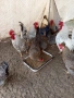 Два петела Легбар, снимка 2