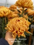 Хризантема разсад за юни месец!!, снимка 1
