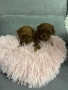 пудел Той/Тийкъп пудел , снимка 3