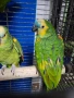Продавам мъжка синьочела амазона 2019, снимка 2