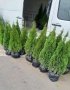 Туя различни видове, снимка 2