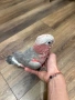 Ръчно хранено Розово Какаду, снимка 2