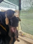 Продавам немски овчарки, снимка 6