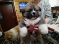 Продавам женско Акита ину на 45 дни. обезпаразитено., снимка 5