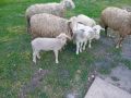 3 овце