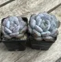 Echeveria Monroe, снимка 1