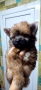 Продавам Йоркширски териер , снимка 8