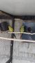 Планински папагали, снимка 1 - Папагали - 45652435