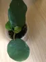 Hoya Dasyantha , снимка 4