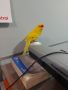 продавам папагал мъжко какарики 2023г , снимка 1 - Папагали - 45403672