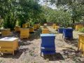 Продавам кошери с пчели , снимка 2