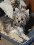 продавам йоркширски териер , снимка 3