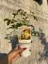 🌹 РОЗА 🌹Gpt RIMOSA® (Gold Bunny®) Meigro-Nurisar, снимка 3