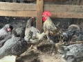 продавам млади домашно гледани пуйки пуяци петли кокошки , снимка 11