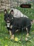 ТОП Френски булдог/French Bulldog , снимка 15