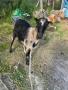 Коза, снимка 5