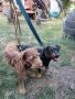 ягдтериер, снимка 16