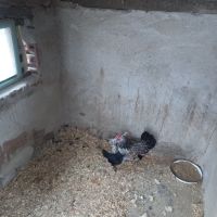 Продавам пилета джинки, снимка 6 - Кокошки и пуйки - 45751083