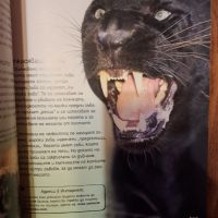 Енциклопедия за големите котки, снимка 2 - Енциклопедии, справочници - 45751715