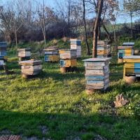 Продавам презимували пчелни семейства / отводки с миналогодишни майки, снимка 1 - Други животни - 44937029