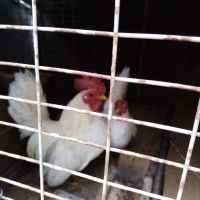 Декоративни кокошки серама, снимка 3 - Кокошки и пуйки - 45685820