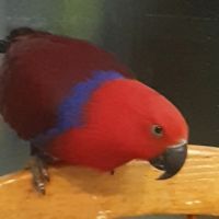 Продавам Еклектус- говорящ папагал, снимка 3 - Папагали - 40414318