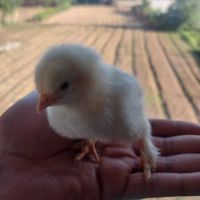пилета , снимка 4 - Кокошки и пуйки - 45716078