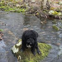 Универсални водни португалски кучета , снимка 1 - Кокер шпаньол - 45357649