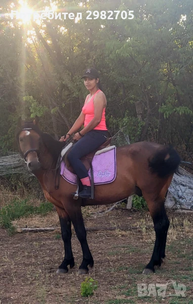 Бг спортен кон , снимка 1