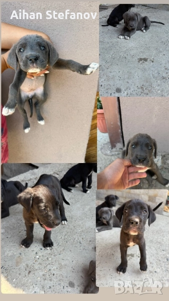 Чистокръвни Кане Корсо , снимка 1