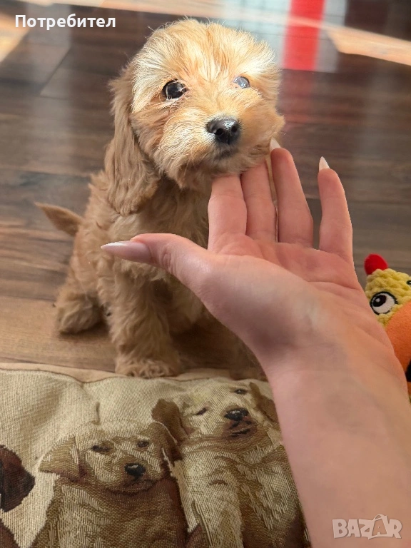 Кокер шпаньол , снимка 1