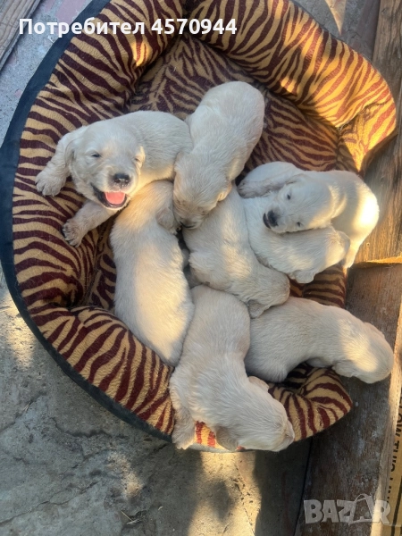 Чистокръвни Голдън ретривър , снимка 1