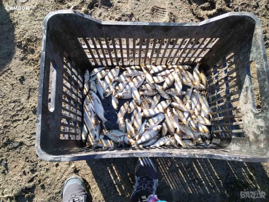 Зарибителен материал пъстър толостолоб , снимка 1