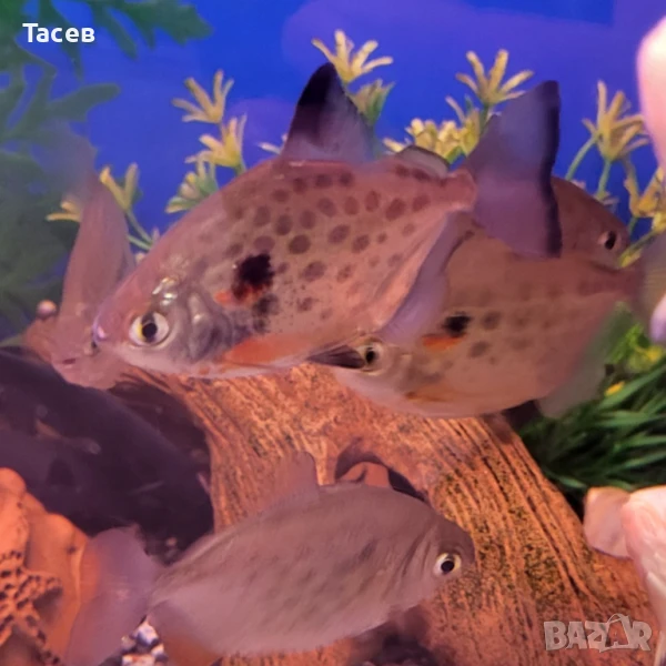 Метинис 5см, снимка 1