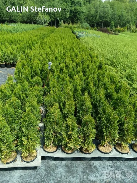 туя смарагд 50 см , снимка 1