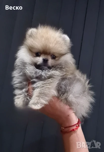 Мини померан мъжко , снимка 1