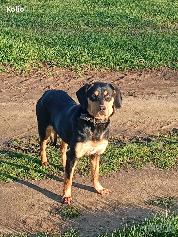 Кьосе бараче , снимка 1