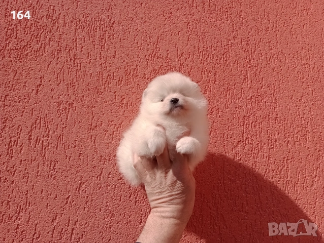 Женски Померан. Реални снимки от 23.02.26 г., снимка 2 - Померан - 53607558
