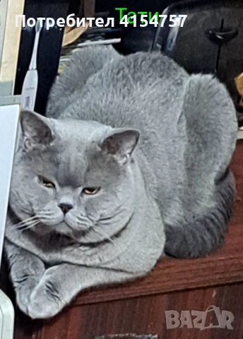 Британски принцеси, снимка 11 - Британска късокосместа - 52917554