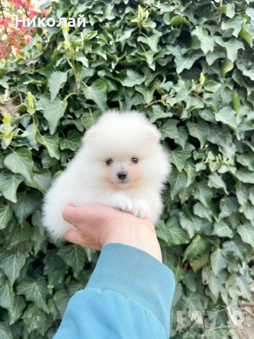 Померан мини момиче. Померанче, снимка 3 - Померан - 54216863