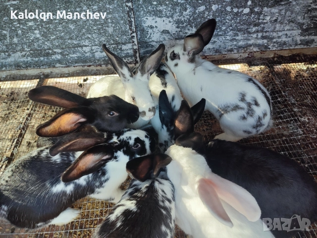 зайци на 5.6месеца мъжки и женски цена от 25 до 30 💶, снимка 9 - Други животни - 53956435