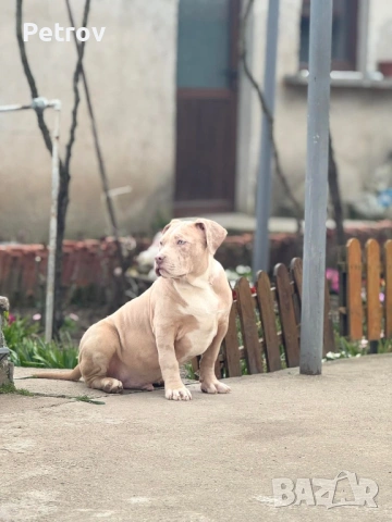 Американско були 