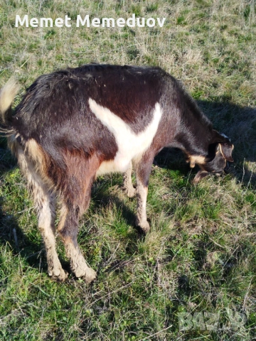 Продавам две ярета и една коза , снимка 3 - Кози - 53082435