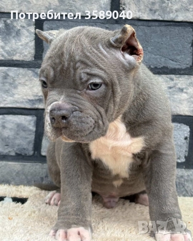 American Bully XL, снимка 3 - Други - 52942066