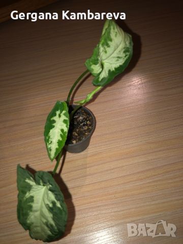 Syngonium Wendlandii Silver Goose Foot , снимка 1 - Стайни растения - 46337372