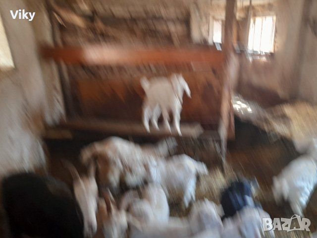 натурално козе мляко, снимка 8 - Кози - 45224454