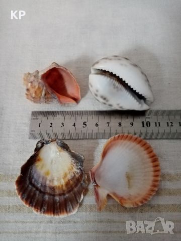 🐚 Големи раковини , снимка 16 - Декорация за дома - 38514948